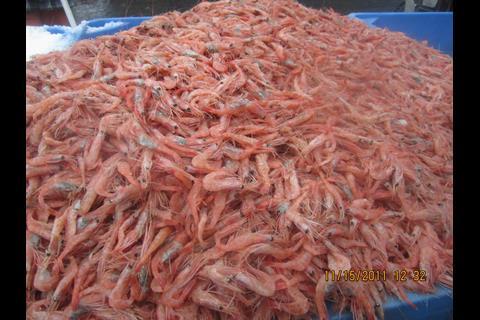 Coldwater shrimp